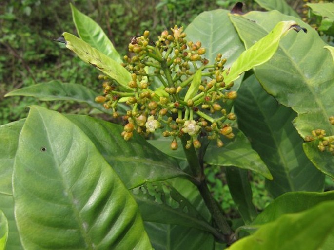 Psychotria asiatica